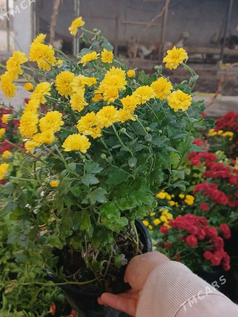 Satlyk kustawoý hrizantema - Туркменабат - img 7