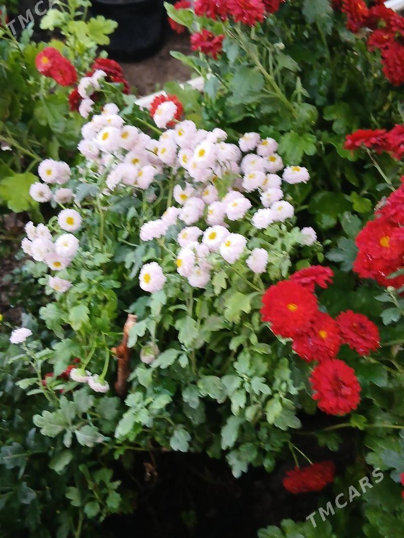 Satlyk kustawoý hrizantema - Туркменабат - img 3