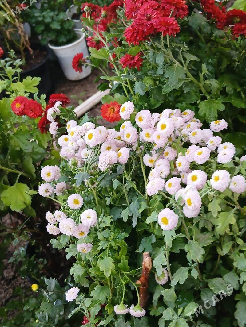 Satlyk kustawoý hrizantema - Туркменабат - img 2