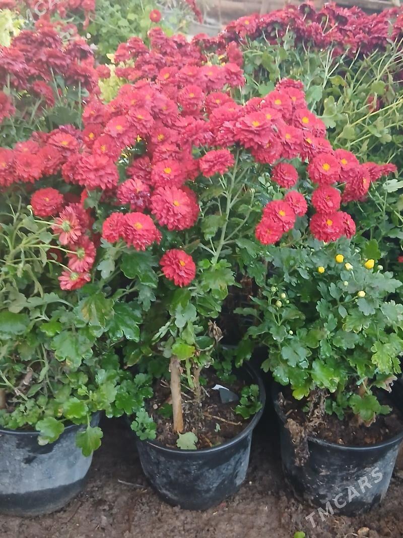 Satlyk kustawoý hrizantema - Туркменабат - img 4