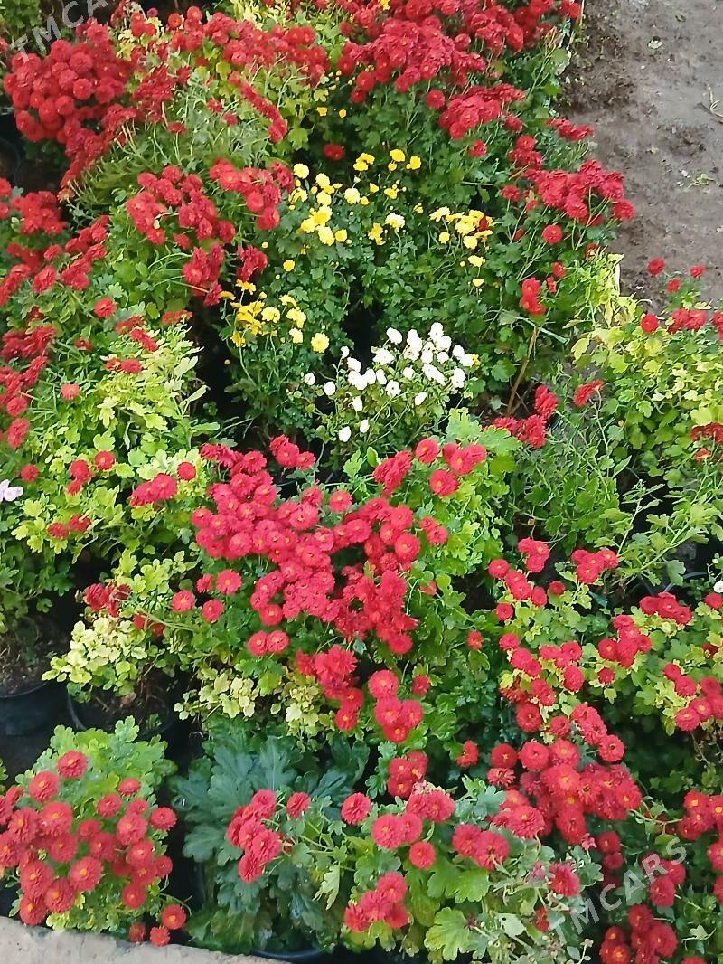 Satlyk kustawoý hrizantema - Туркменабат - img 6