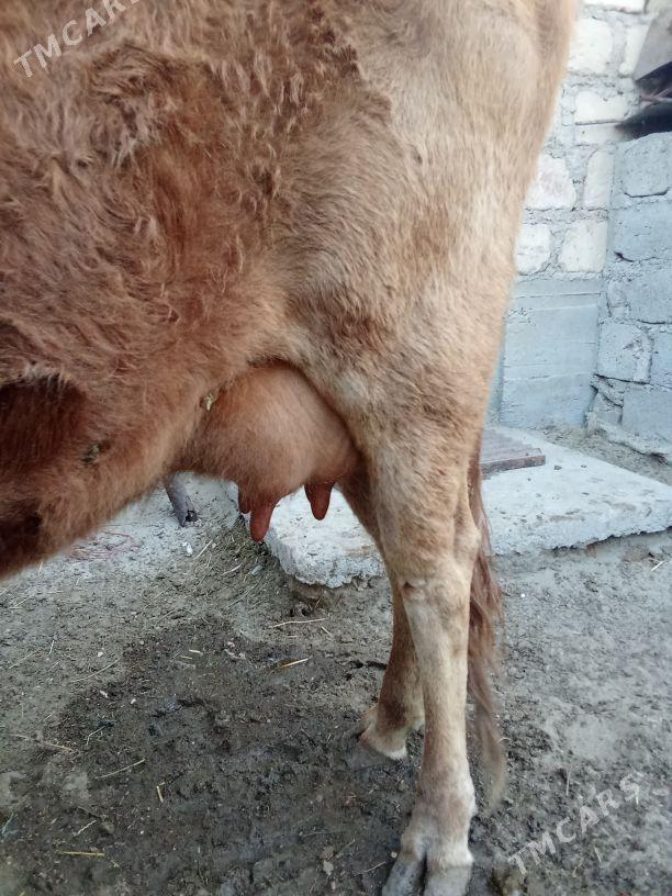 goleli sygyr - Гумдаг - img 1