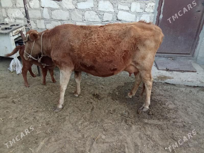 goleli sygyr - Гумдаг - img 2