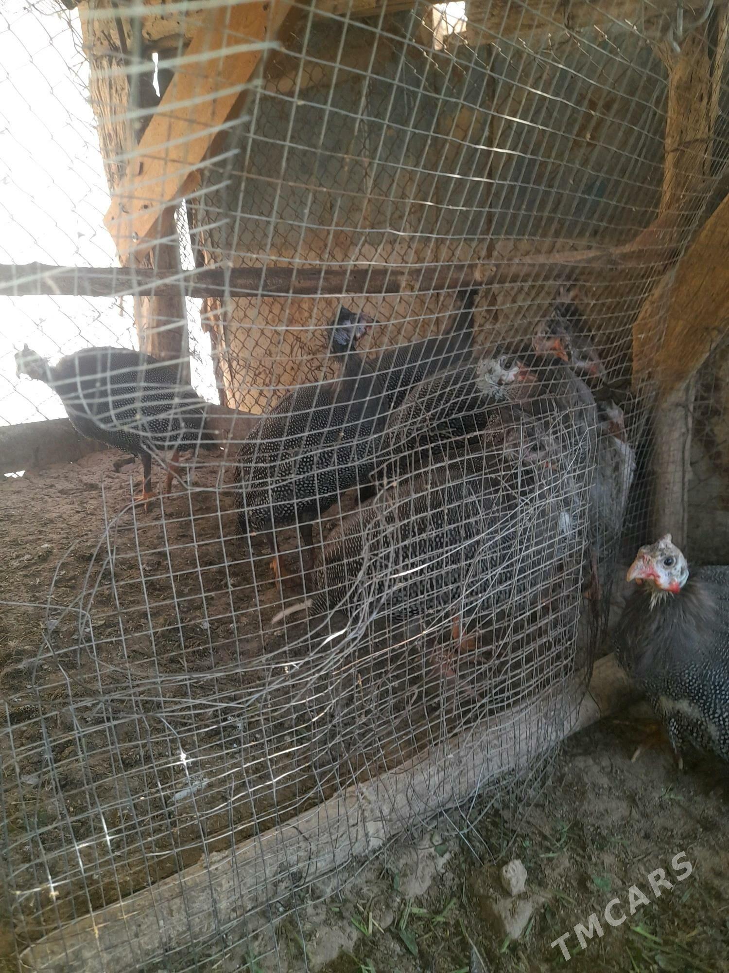 КЕКИЛИК - Мары - img 6