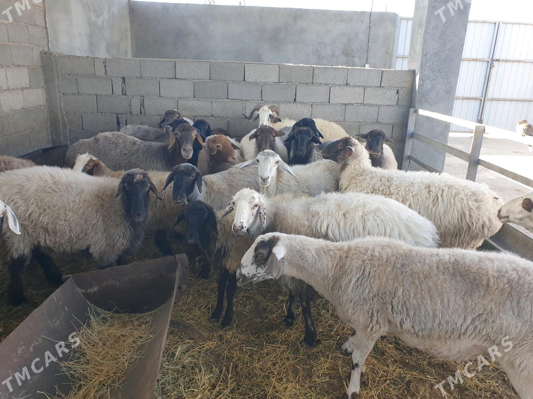 Garakoli owec - Бузмеин - img 4