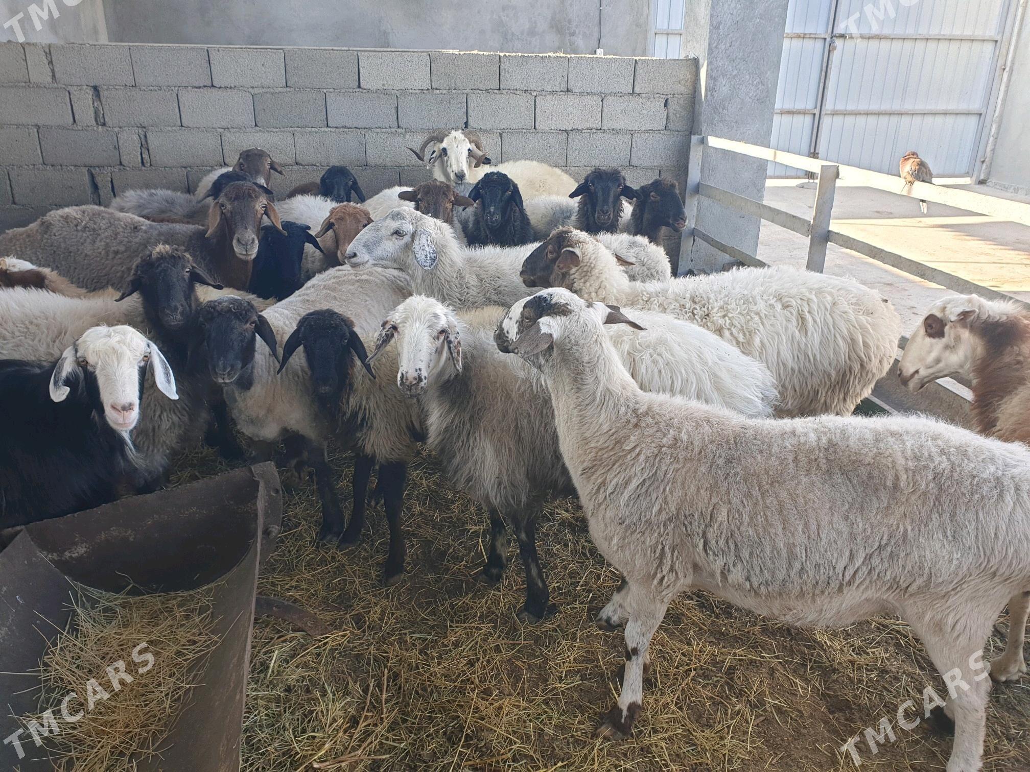 Garakoli owec - Бузмеин - img 3