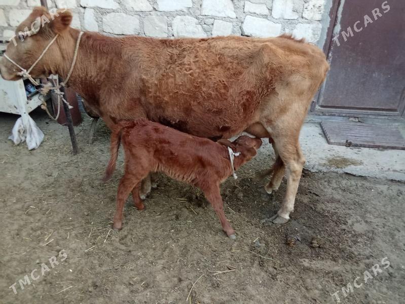 goleli sygyr - Гумдаг - img 3