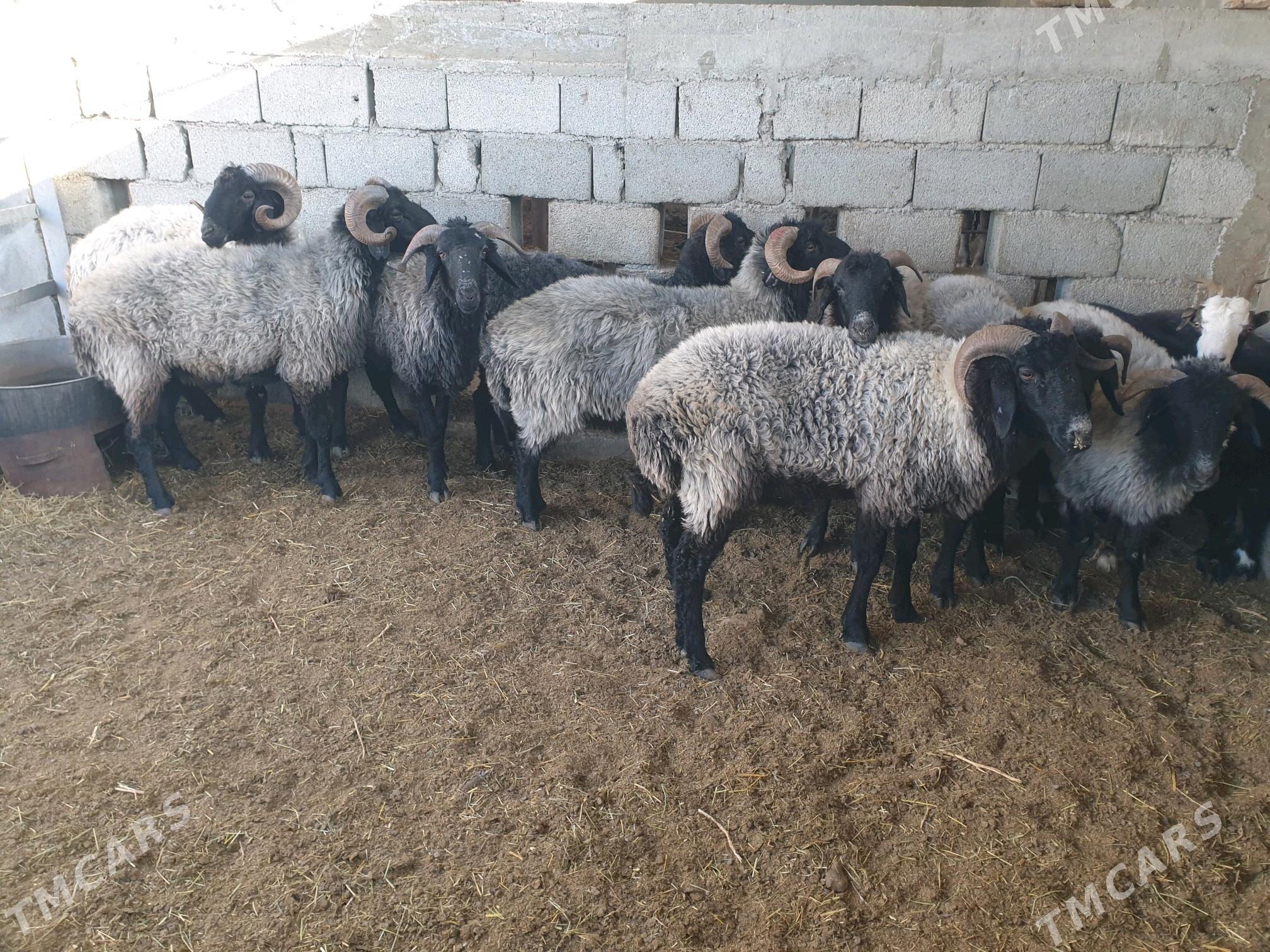 Garakoli owec - Бузмеин - img 2