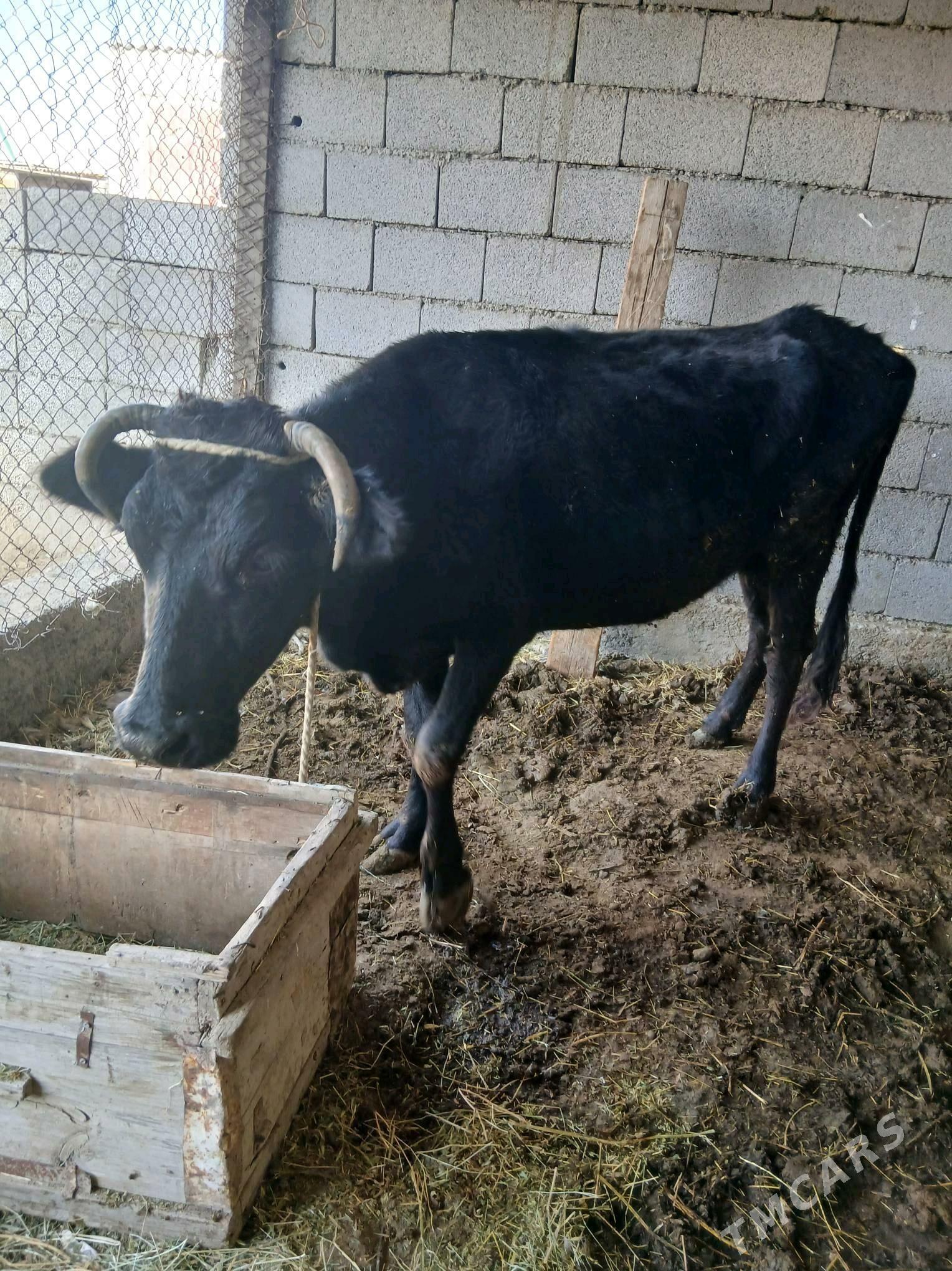 Sygyr - Ýaşlyk - img 1