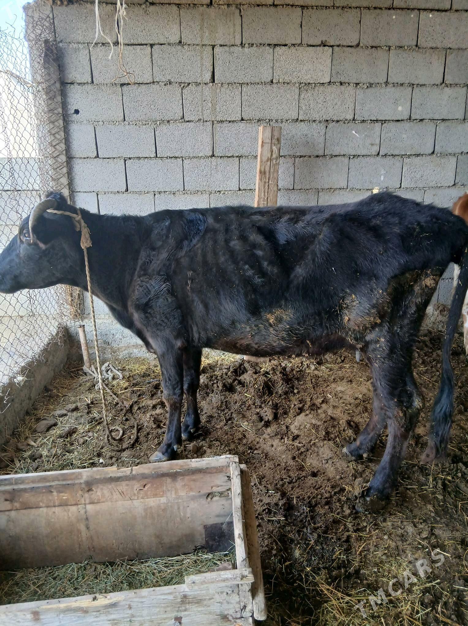 Sygyr - Ýaşlyk - img 3