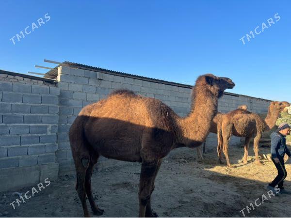 Duye - Bäherden - img 4