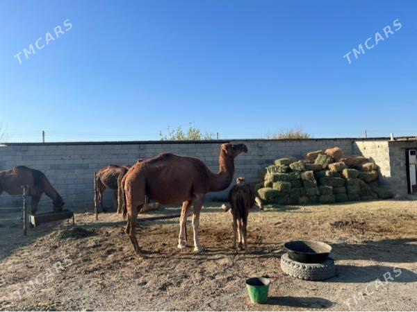 Duye - Bäherden - img 7