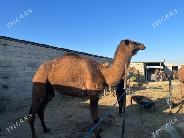 Duye - Bäherden - img 8