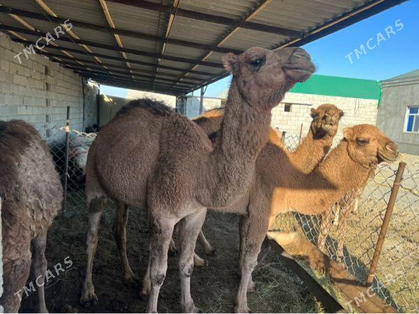 Duye - Bäherden - img 2