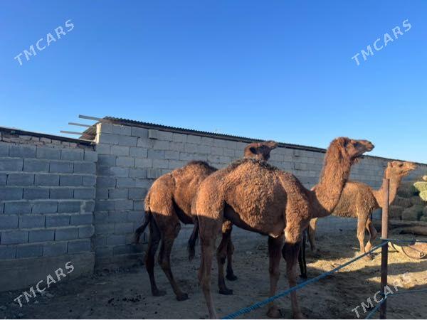 Duye - Bäherden - img 6