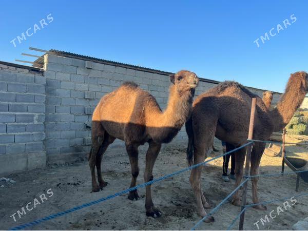 Duye - Bäherden - img 5