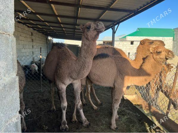 Duye - Bäherden - img 1