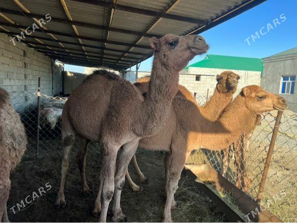 Duye - Bäherden - img 3