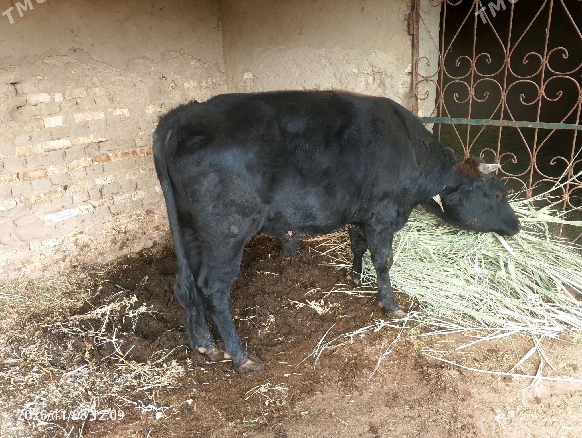 õkùzõkùz - Мургап - img 2