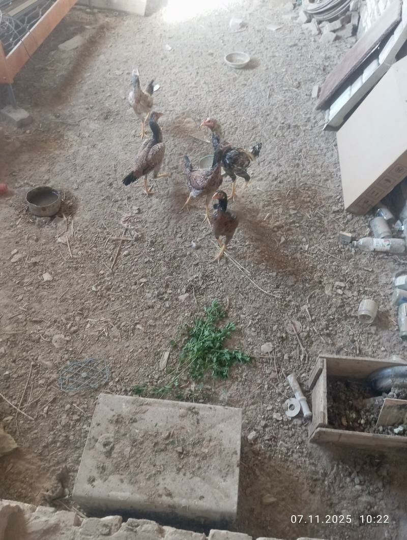 Boyso tovukBayso makiler - Dänew - img 2