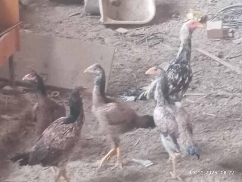 Boyso tovukBayso makiler - Dänew - img 3