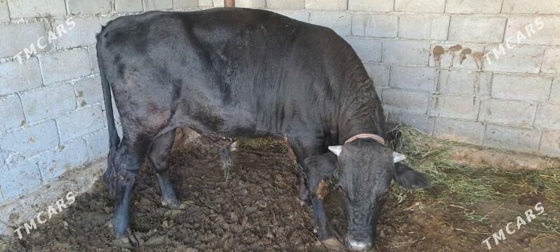 okuz - Гёкдепе - img 1