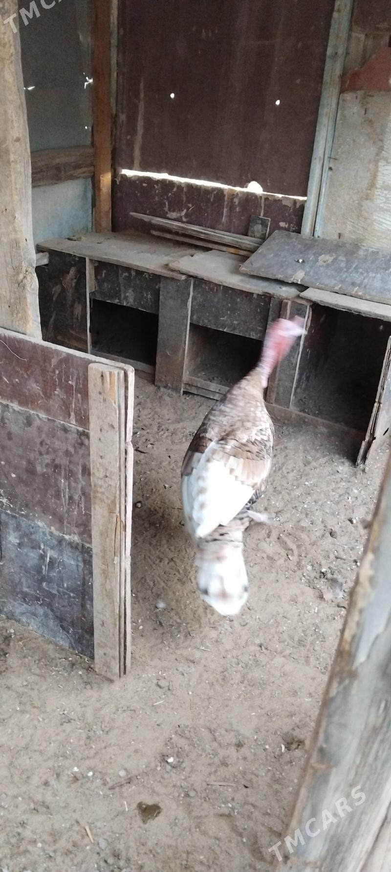 ordek towuk - Туркменбаши - img 6