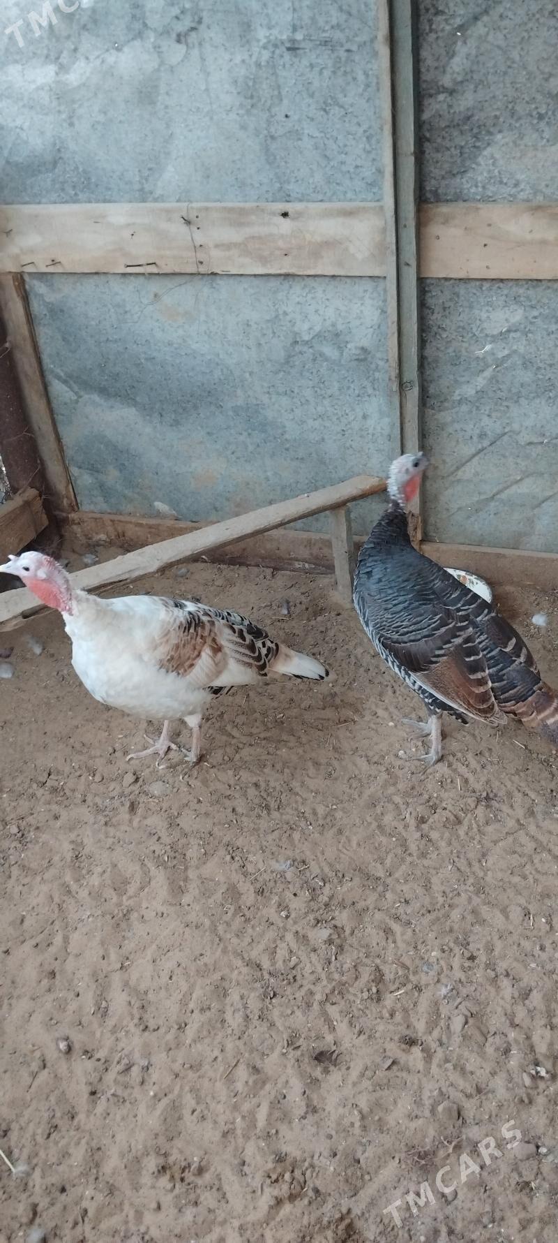 ordek towuk - Туркменбаши - img 7