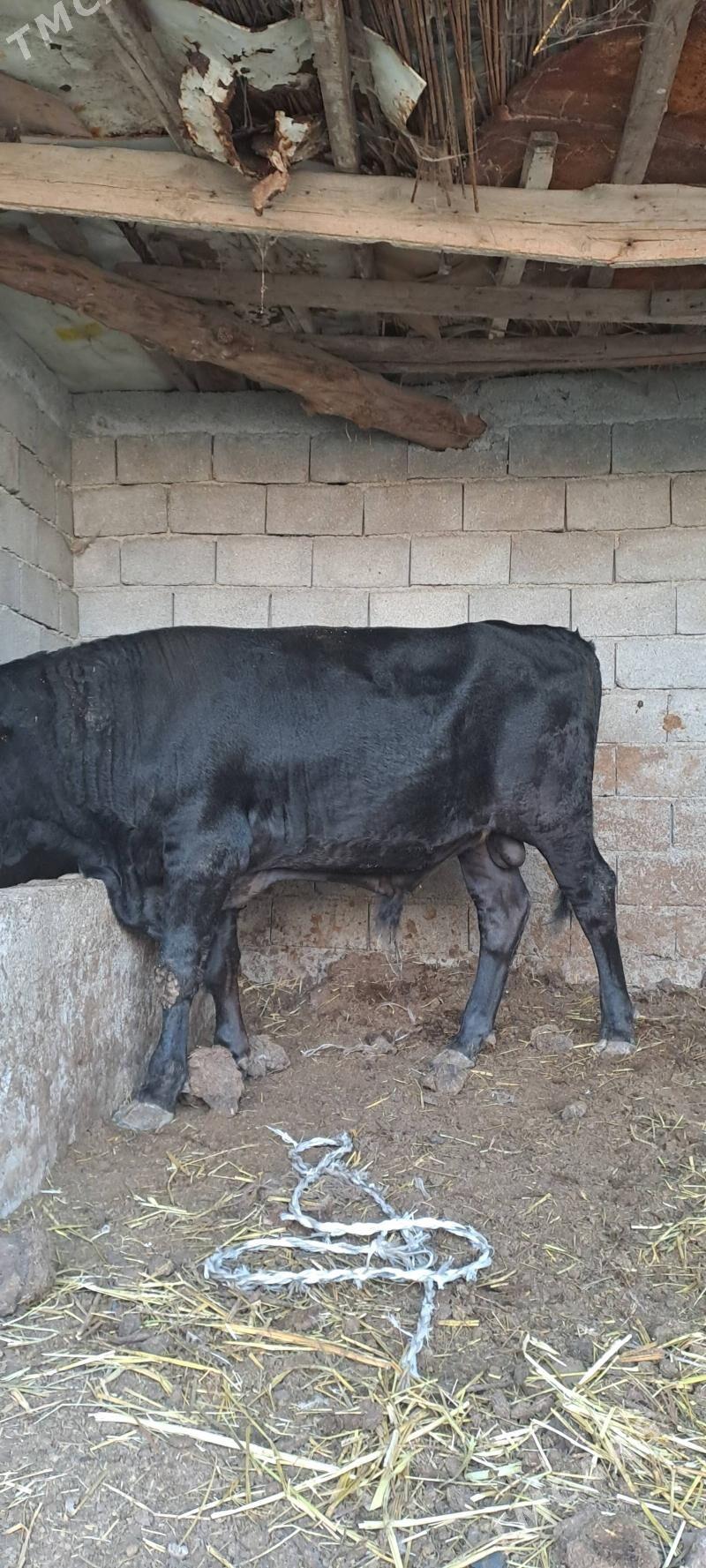 okuz - Гёкдепе - img 2