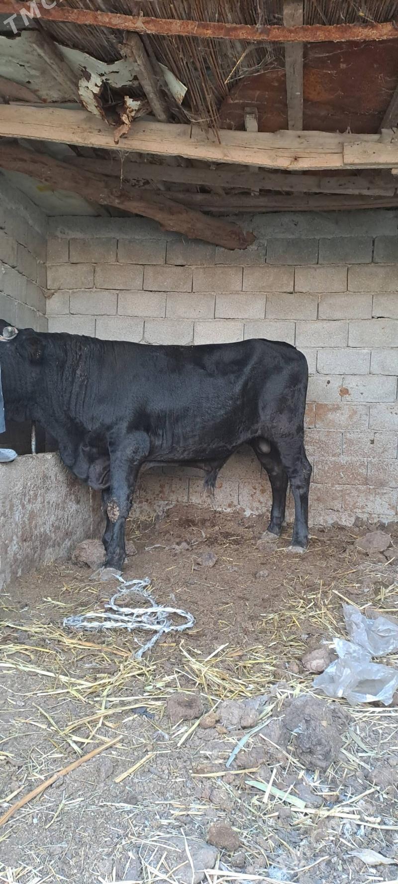 okuz - Гёкдепе - img 3