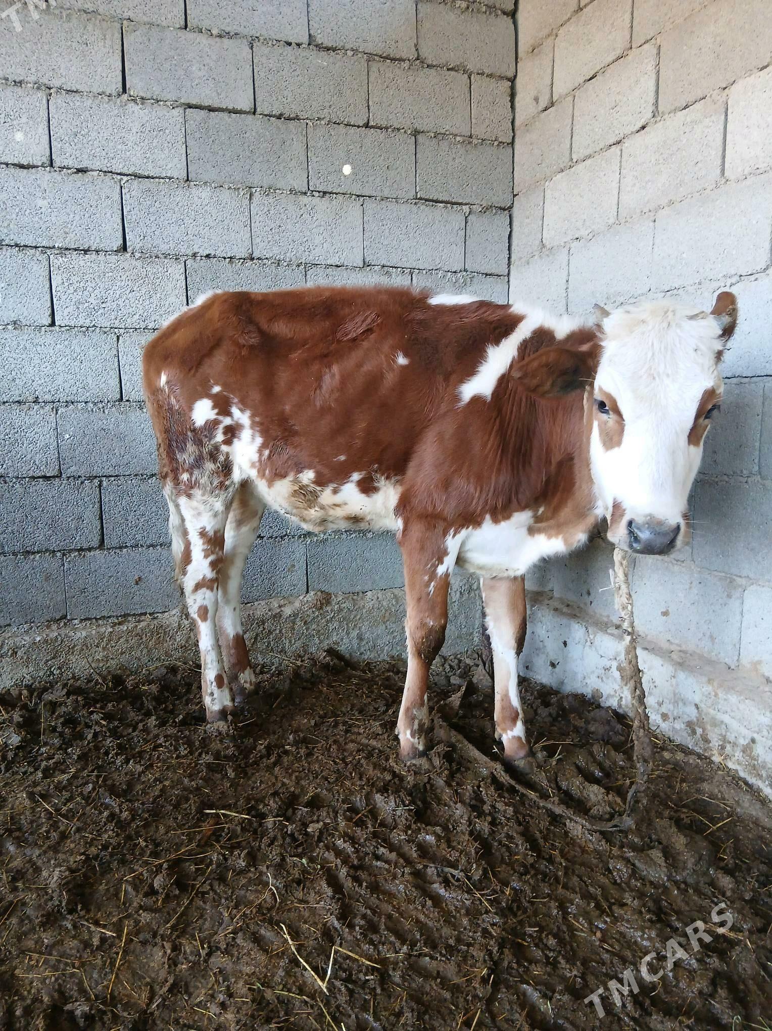 Tüwe - Яшлык - img 2