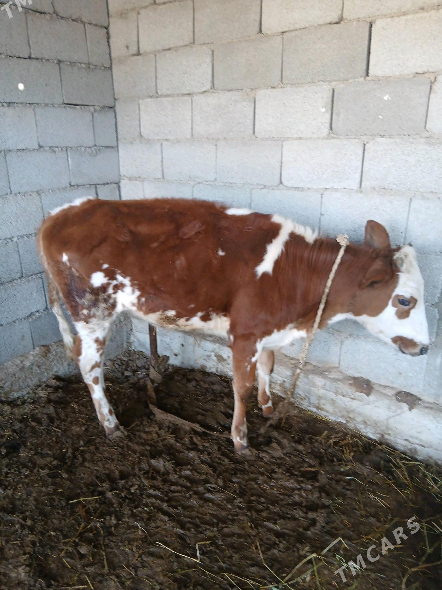 Tüwe - Яшлык - img 3