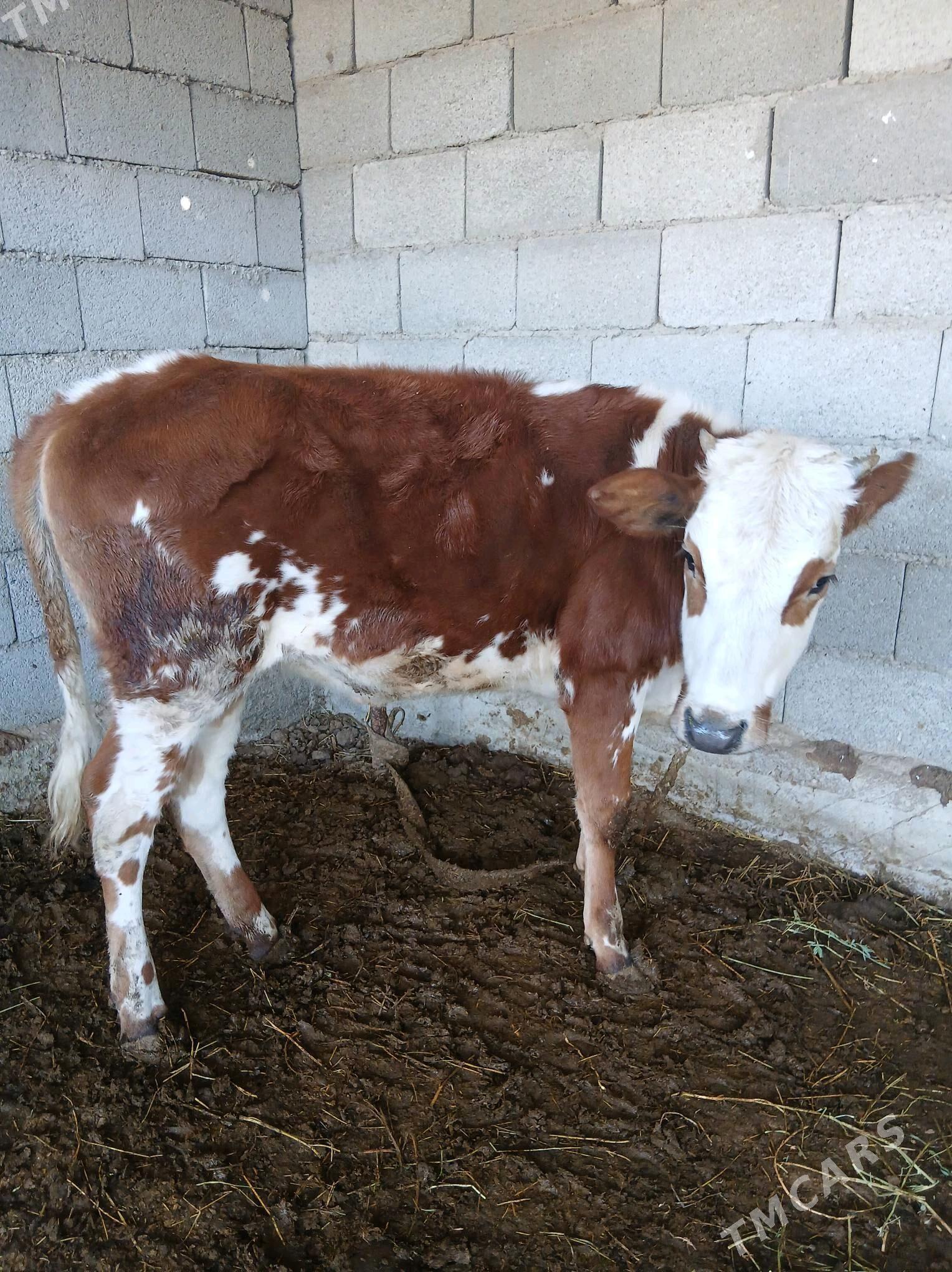 Tüwe - Яшлык - img 4