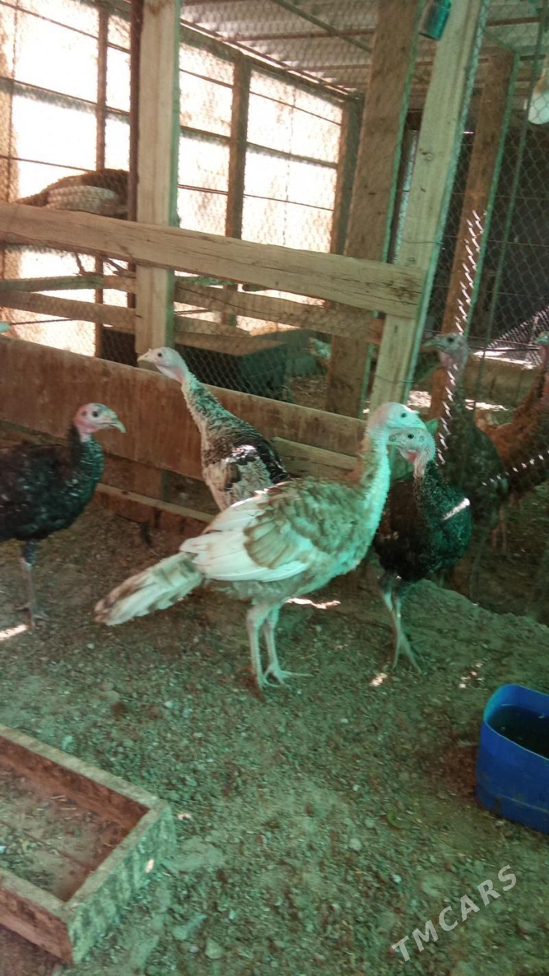 Induk - Херрикгала - img 5