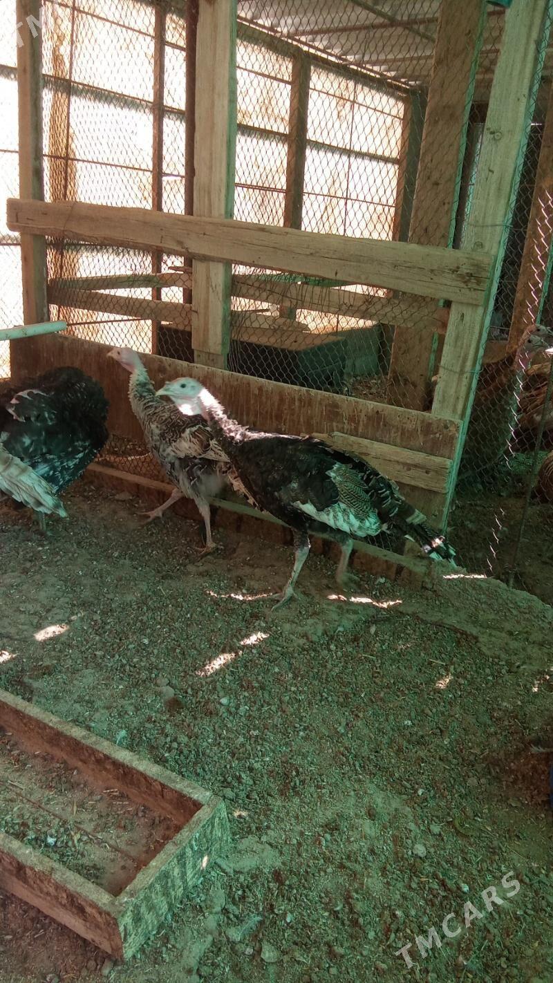 Induk - Херрикгала - img 4