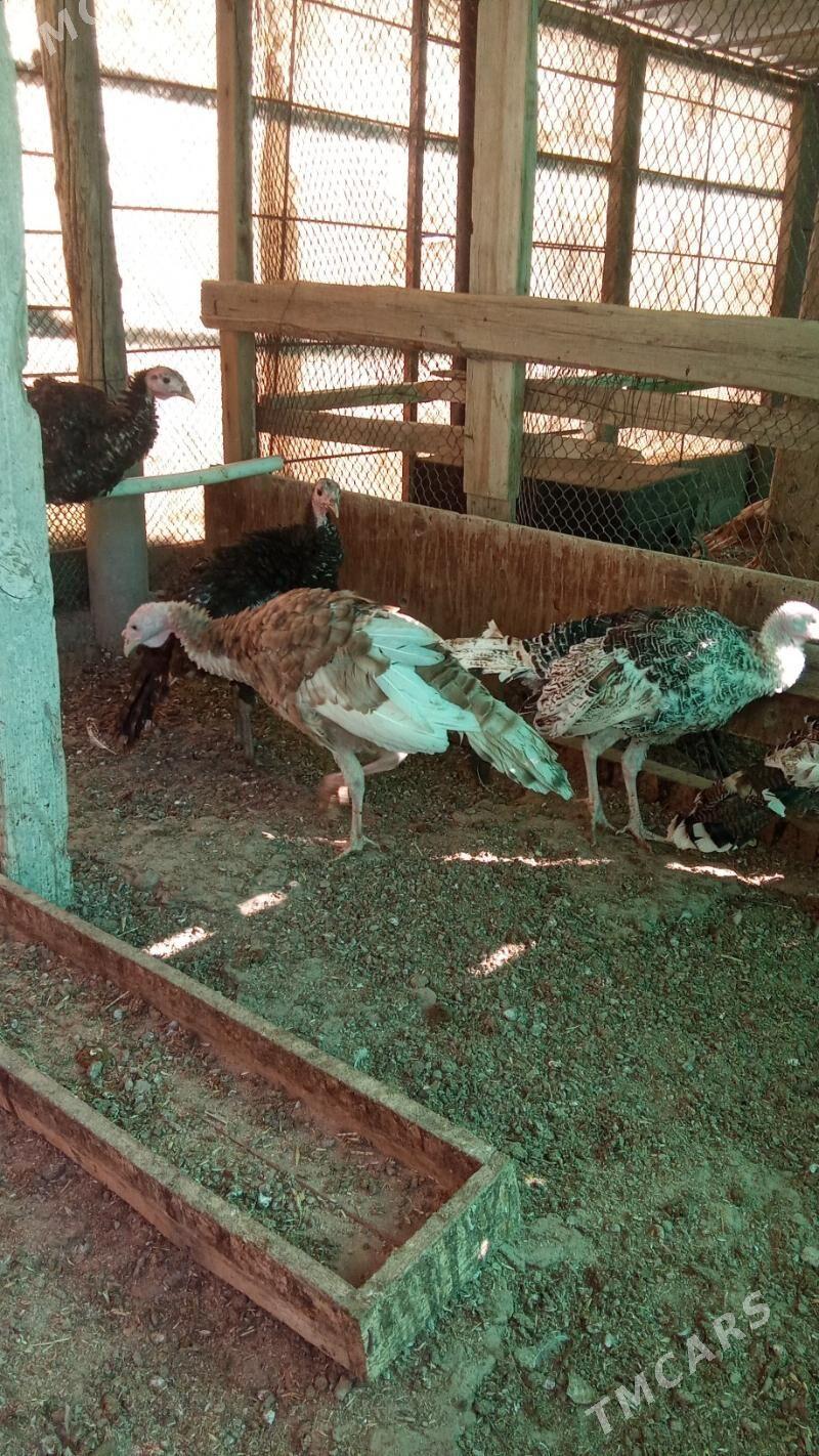 Induk - Херрикгала - img 1