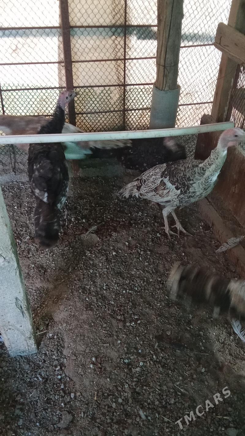 Induk - Херрикгала - img 3