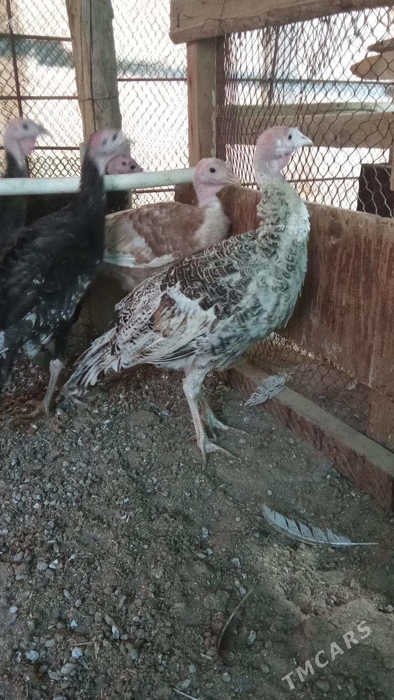 Induk - Херрикгала - img 2