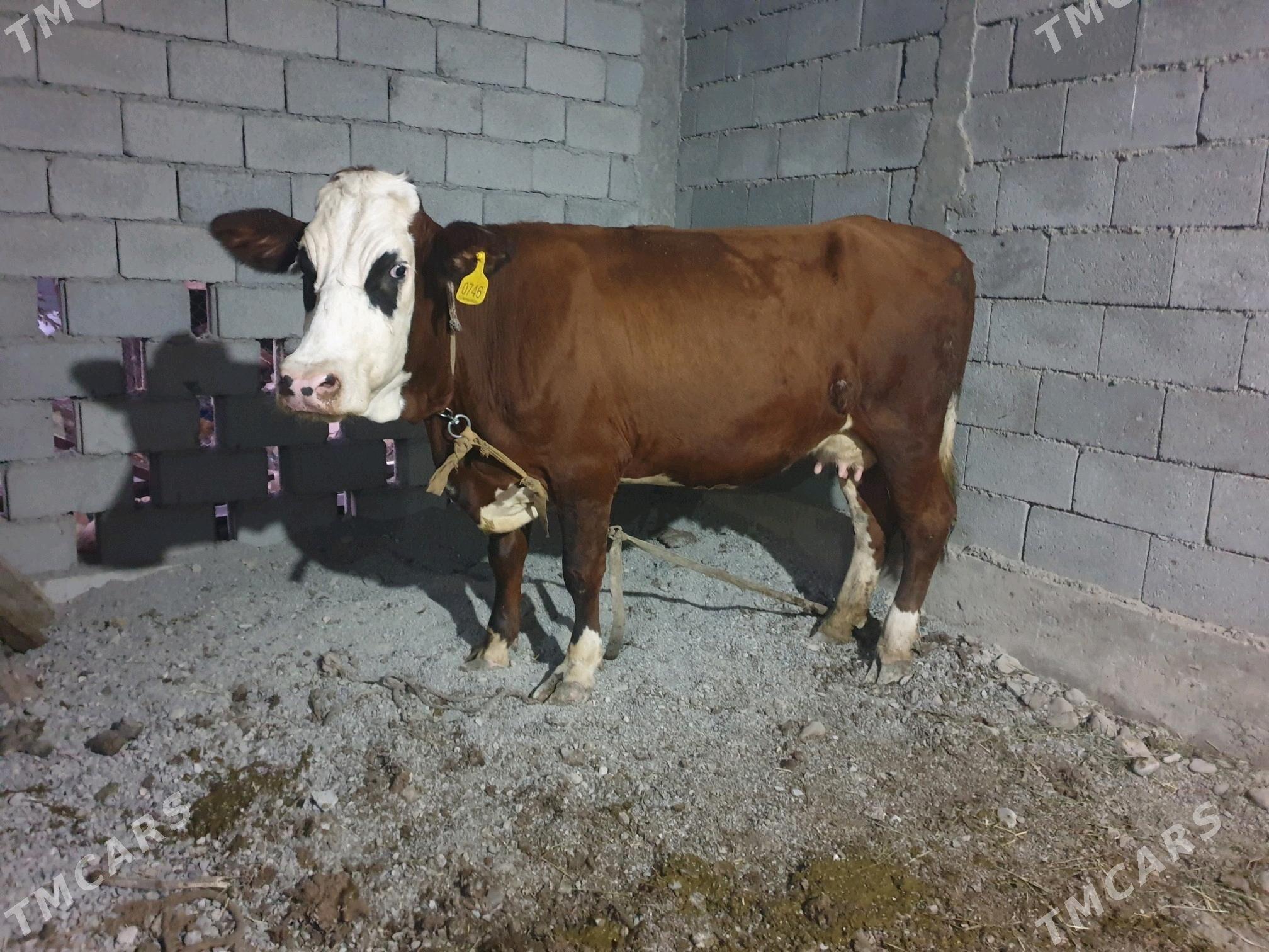 simintal sygyr - Бузмеин - img 1