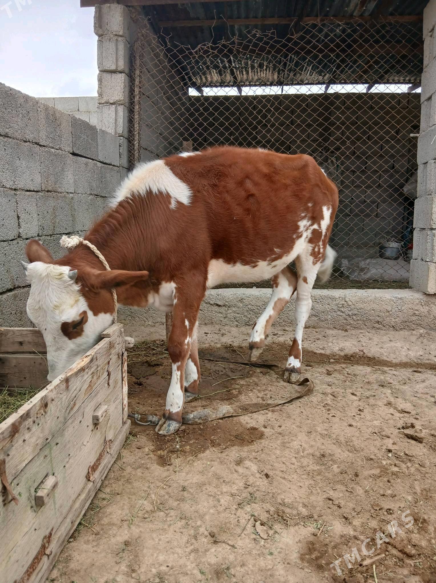 Tüwe - Яшлык - img 5