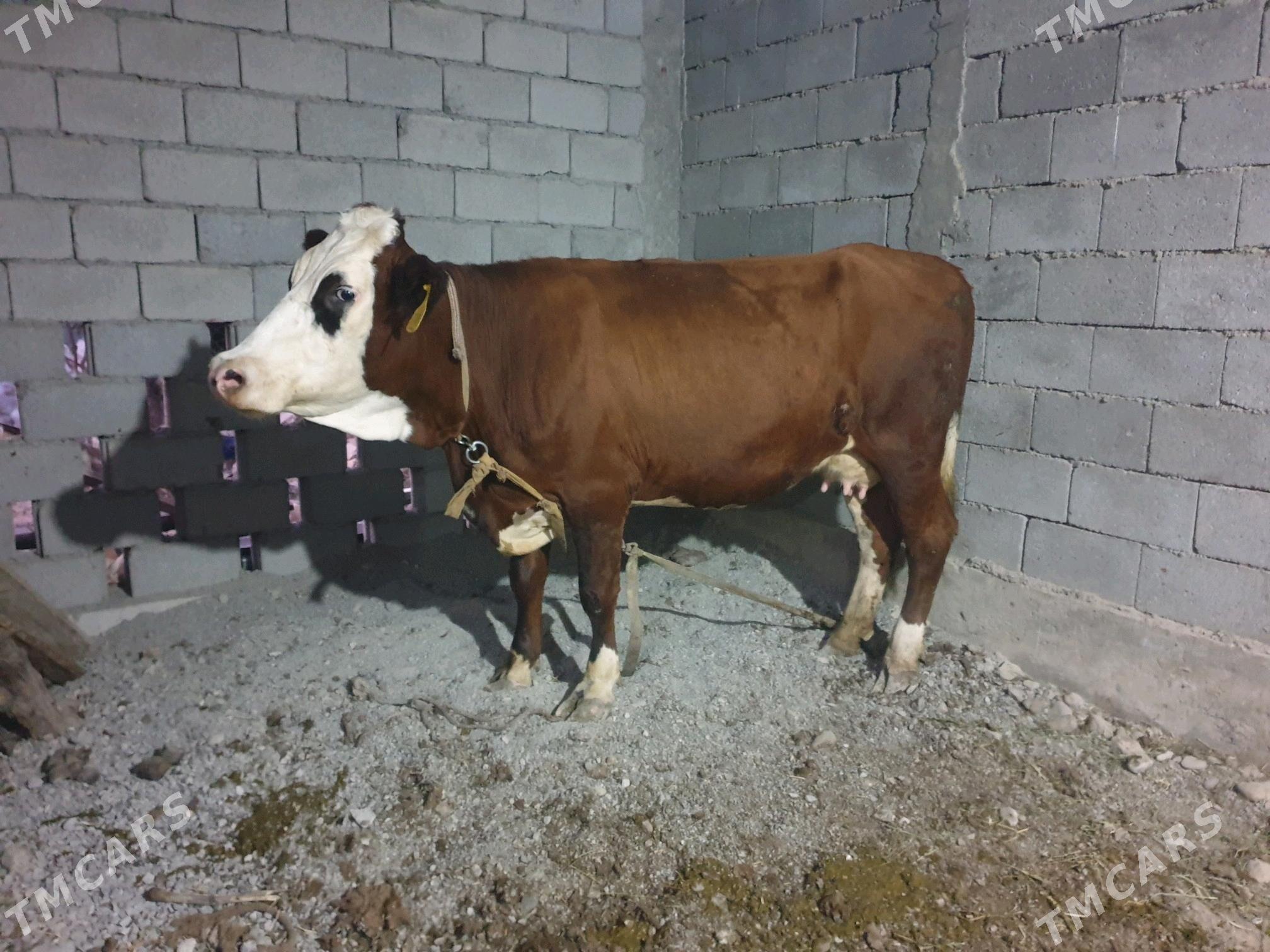 simintal sygyr - Бузмеин - img 2