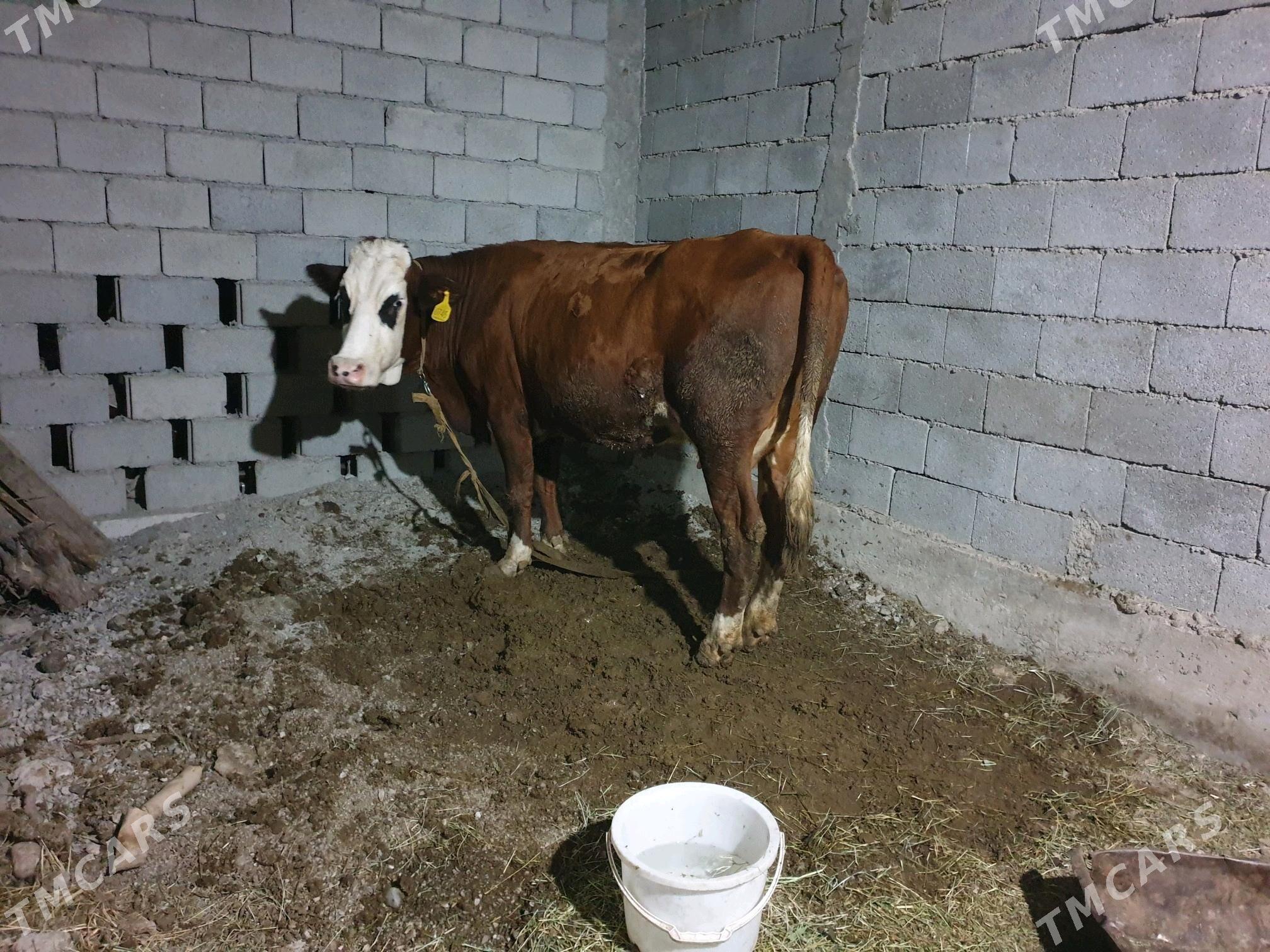 simintal sygyr - Бузмеин - img 4