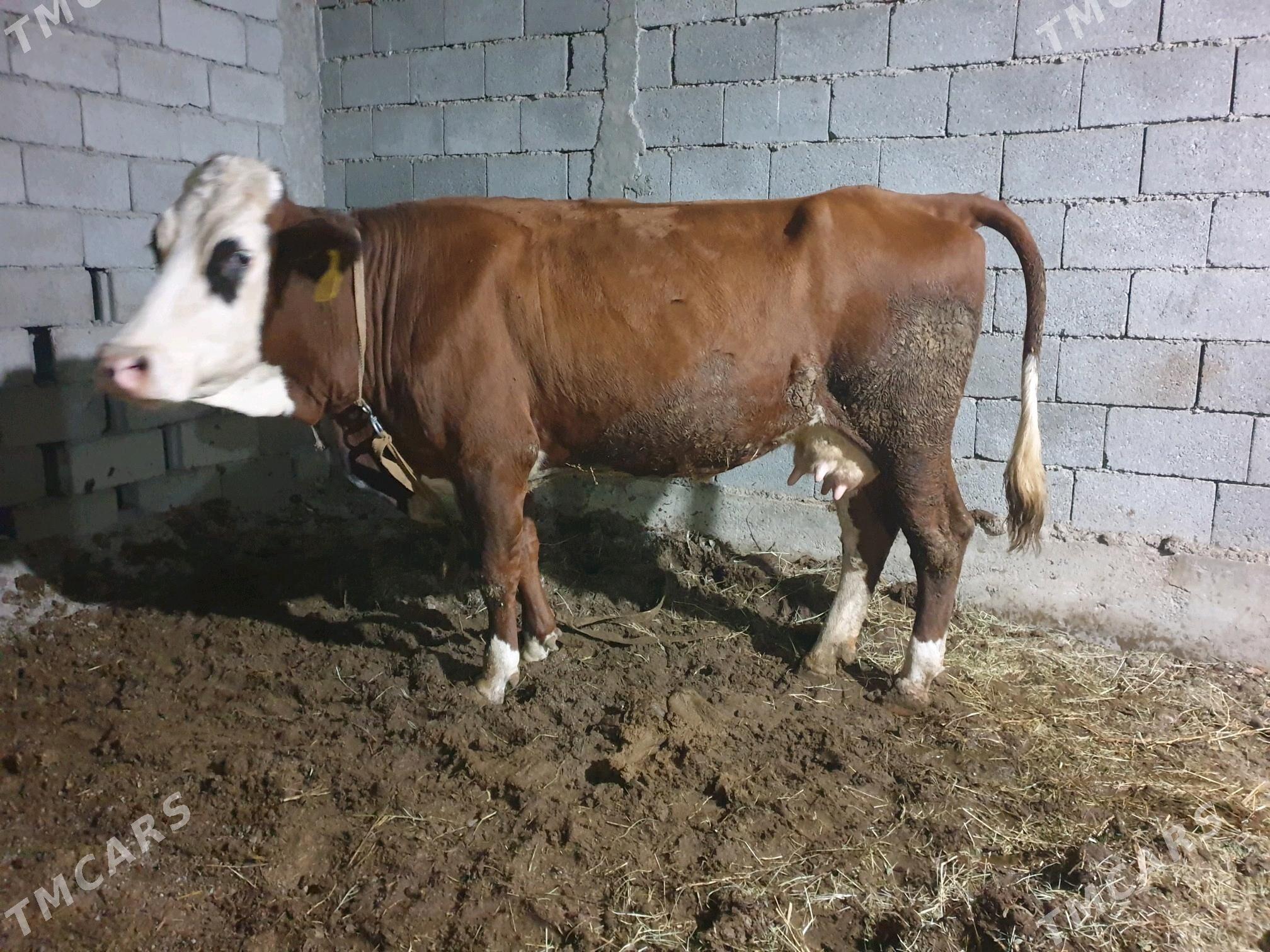 simintal sygyr - Бузмеин - img 3