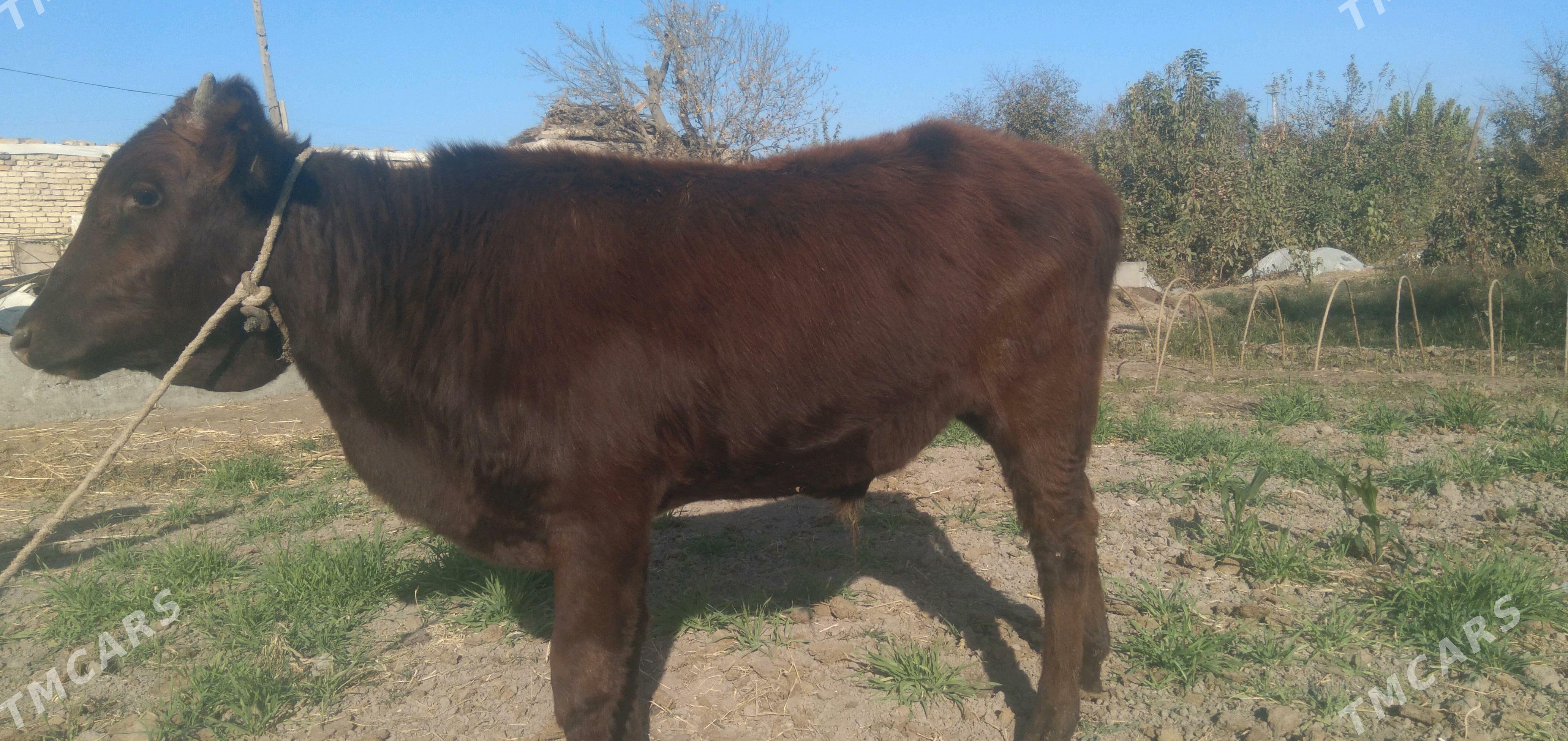 ökuz - Туркменабат - img 1