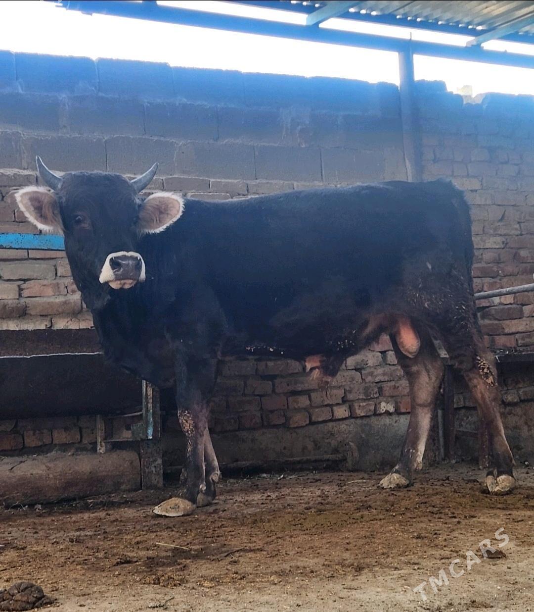 Okuz - Бахарден - img 2