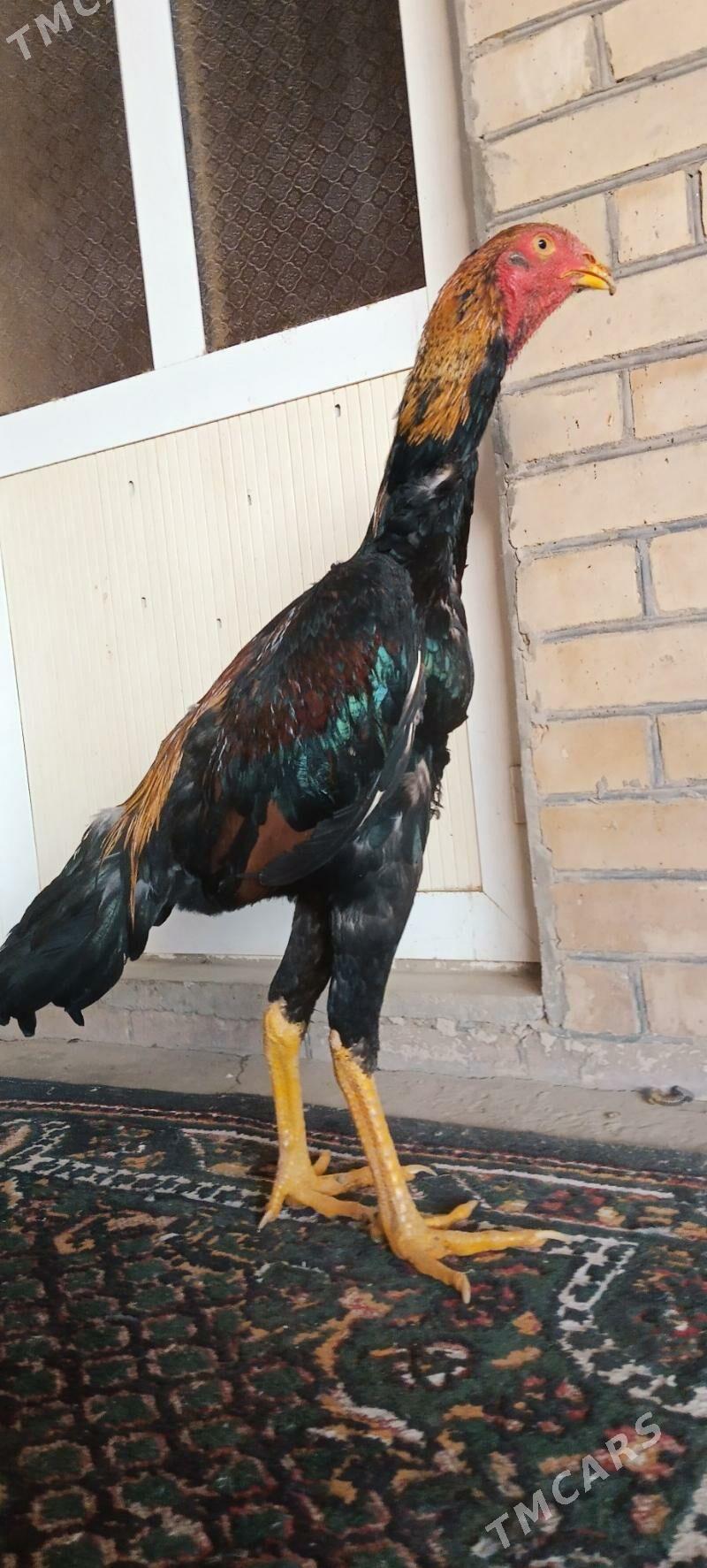 HORAZ JÜYJE - Türkmenabat - img 6