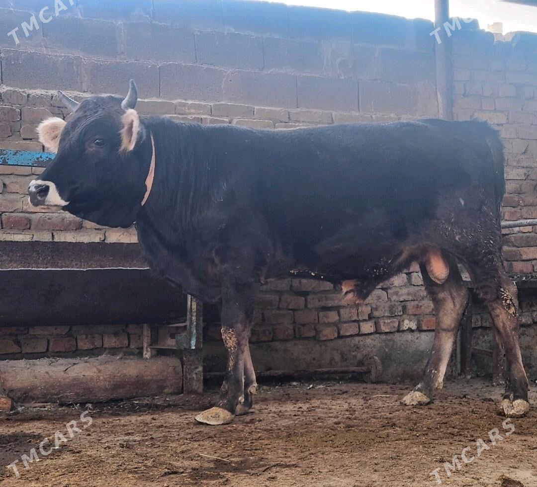 Okuz - Бахарден - img 1