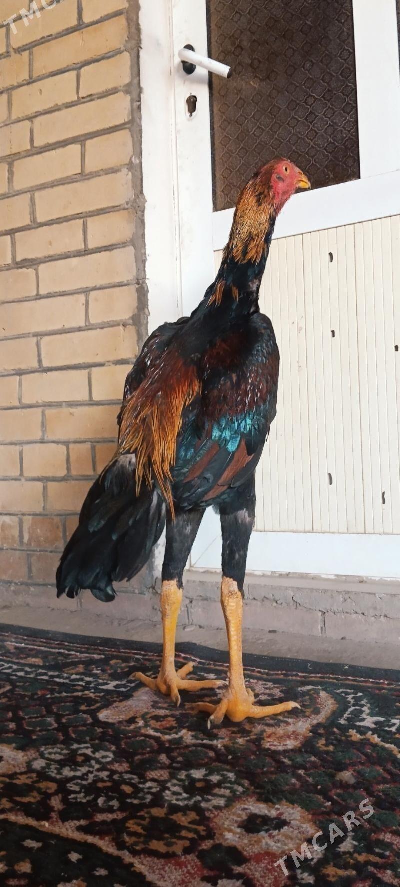 HORAZ JÜYJE - Türkmenabat - img 1