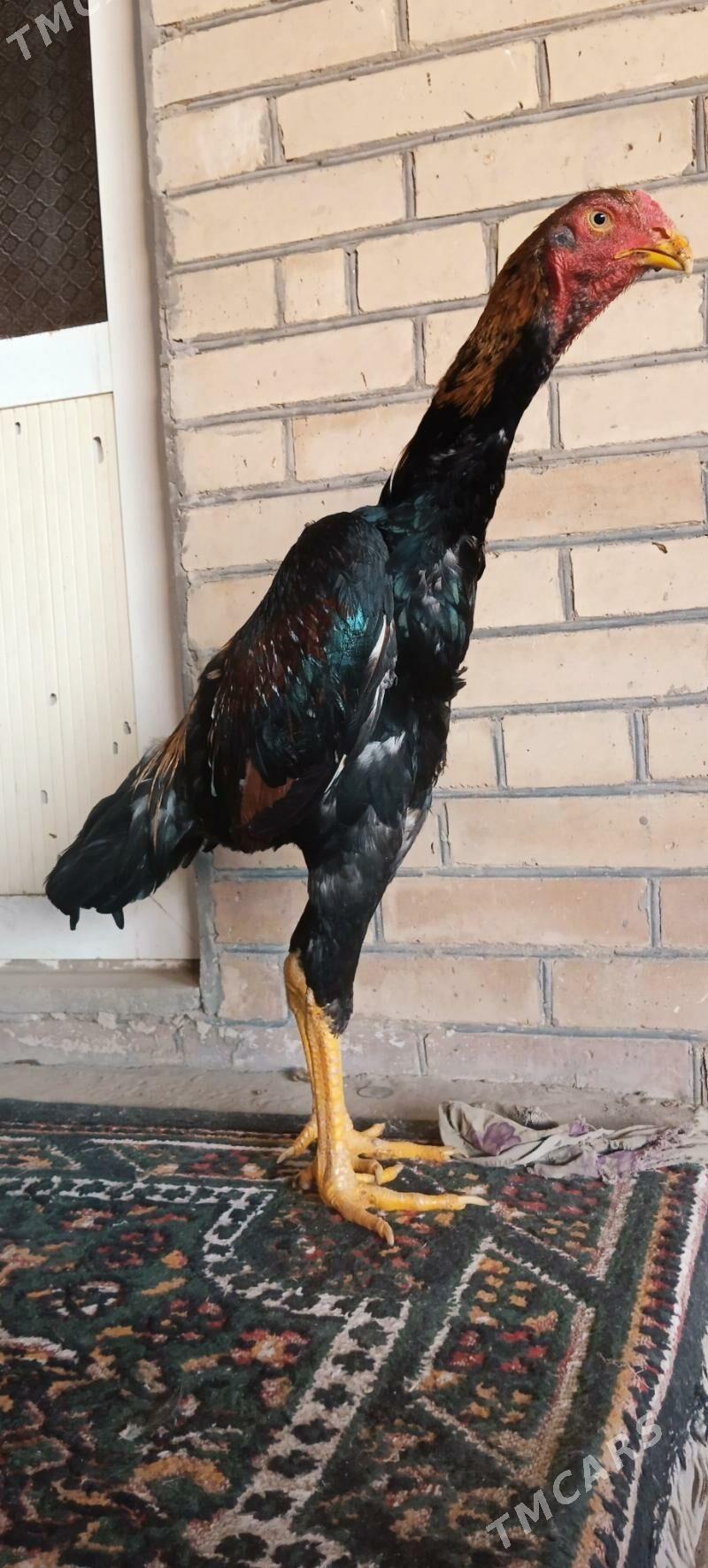 HORAZ JÜYJE - Türkmenabat - img 3