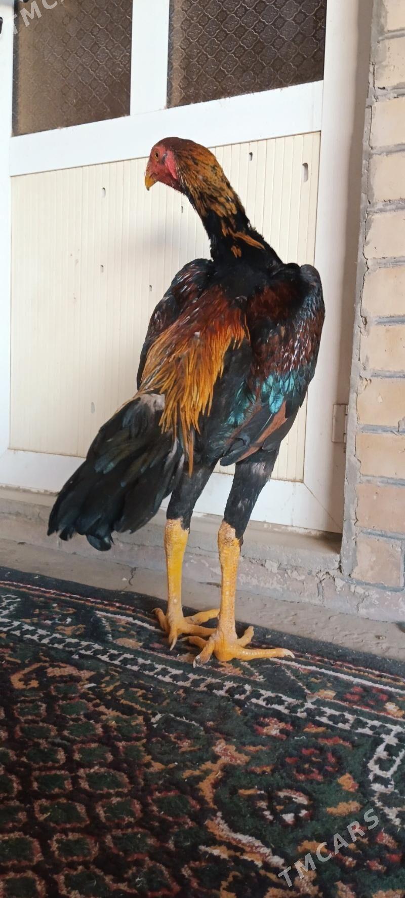 HORAZ JÜYJE - Türkmenabat - img 5